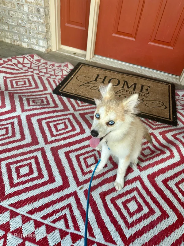 Rocky – Pomsky puppy for sale in Bowling Green, KY