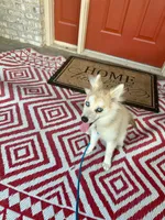 Rocky, a male Pomsky for sale in Bowling Green, KY – 3 of 4