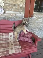 Raner, a male Pomsky for sale in Bowling Green, KY – 4 of 5