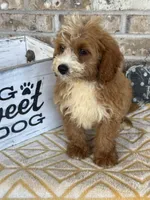 Beaver, a male Miniature Bernedoodle for sale in Bowling Green, KY – 10 of 10