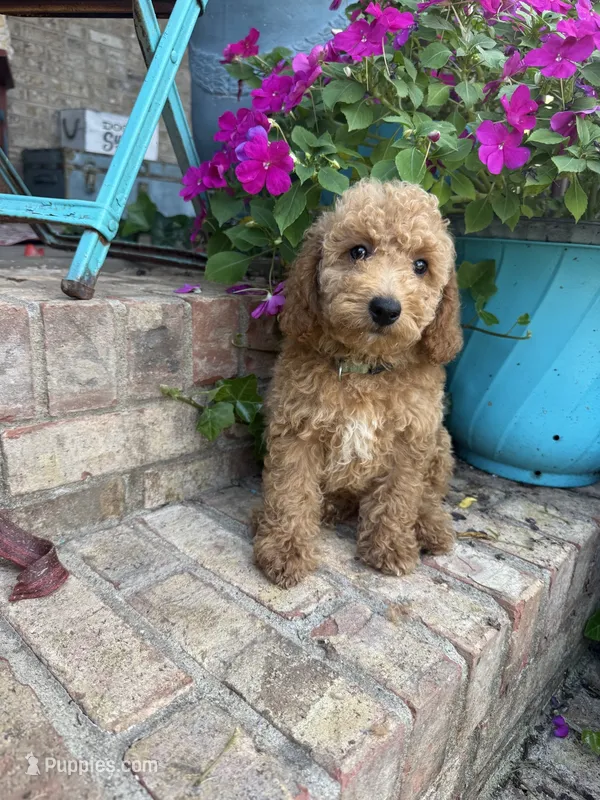 Charlie – Miniature Labradoodle puppy for sale in Bowling Green, KY