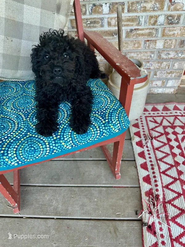 Elsa – Cavapoo puppy for sale in Bowling Green, KY