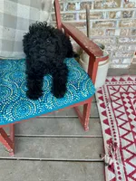 Elsa, a female Cavapoo for sale in Bowling Green, KY – 3 of 7