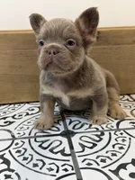 Bentley, a male French Bulldog for sale in Bowling Green, KY – 3 of 8