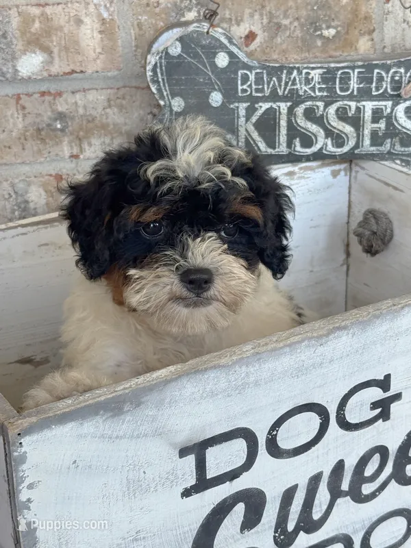 Bonnie – Miniature Bernedoodle puppy for sale in Bowling Green, KY