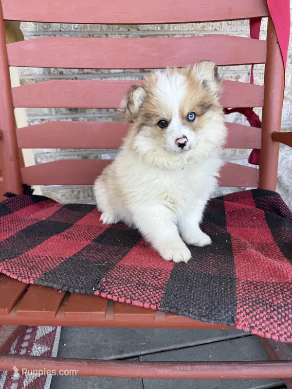 Otto – Pomsky puppy for sale in Bowling Green, KY