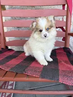 Otto, a male Pomsky for sale in Bowling Green, KY – 6 of 7