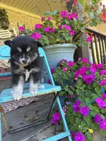 Avery, a female Pomsky for sale in Bowling Green, KY – 6 of 7