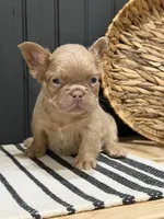 Butterscotch, a male French Bulldog for sale in Bowling Green, KY – 9 of 10