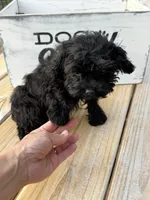 Angel - mini, a female Cavapoo for sale in Bowling Green, KY – 2 of 9