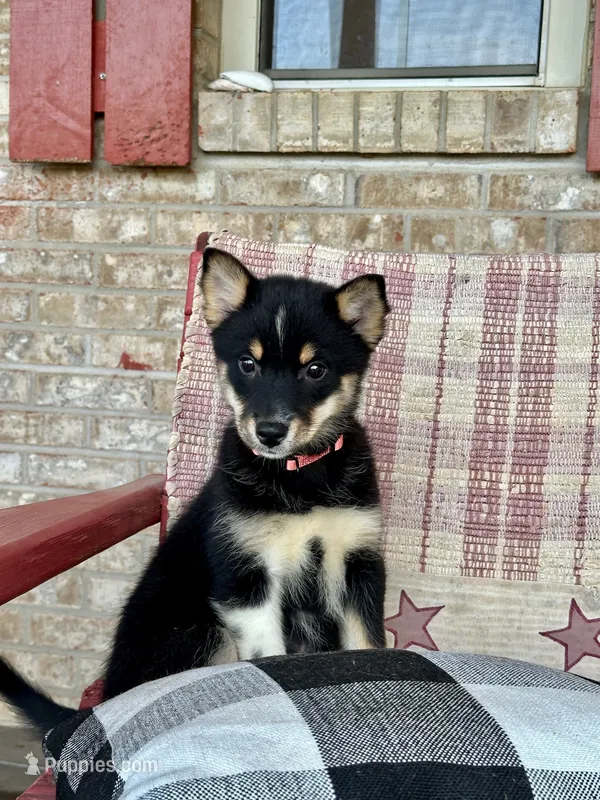 Harley – Pomsky puppy for sale in Bowling Green, KY