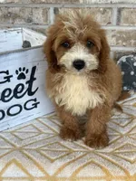 Beaver, a male Miniature Bernedoodle for sale in Bowling Green, KY – 7 of 10