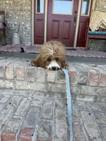 Beaver, a male Miniature Bernedoodle for sale in Bowling Green, KY – 4 of 5