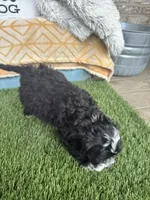 Nova, a female Miniature Bernedoodle for sale in Bowling Green, KY – 5 of 5