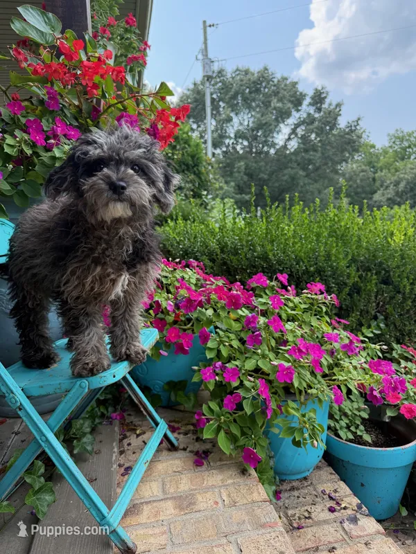 Leo – Cavapoo puppy for sale in Bowling Green, KY