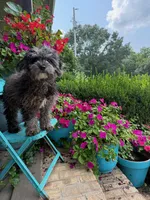 Leo, a male Cavapoo for sale in Bowling Green, KY – 2 of 5