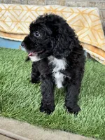 Nico, a male Miniature Bernedoodle for sale in Bowling Green, KY – 4 of 5