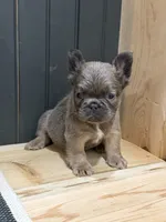 Blueberry, a female French Bulldog for sale in Bowling Green, KY – 1 of 10