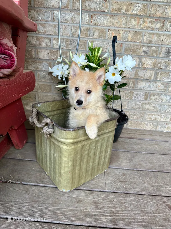 Hunter – Pomsky puppy for sale in Bowling Green, KY