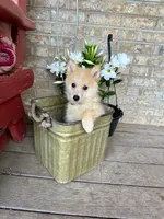 Hunter, a male Pomsky for sale in Bowling Green, KY – 1 of 7