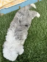 Nitro, a male Miniature Bernedoodle for sale in Bowling Green, KY – 3 of 4