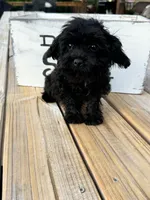Angel - mini, a female Cavapoo for sale in Bowling Green, KY – 9 of 9