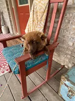 Cinamon, a female Pomsky for sale in Bowling Green, KY – 2 of 6