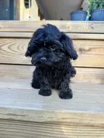 Angel - mini, a female Cavapoo for sale in Bowling Green, KY – 1 of 9