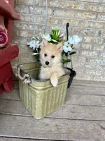 Hunter, a male Pomsky for sale in Bowling Green, KY – 7 of 7