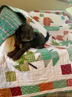 Leo, a male Cavapoo for sale in Bowling Green, KY – 2 of 8