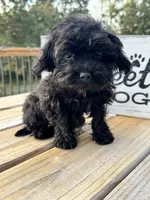 Angel - mini, a female Cavapoo for sale in Bowling Green, KY – 6 of 9