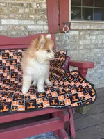 Ryder, a male Pomsky for sale in Bowling Green, KY – 6 of 9