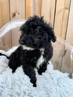 Nico (special price), a male Miniature Bernedoodle for sale in Bowling Green, KY – 7 of 7