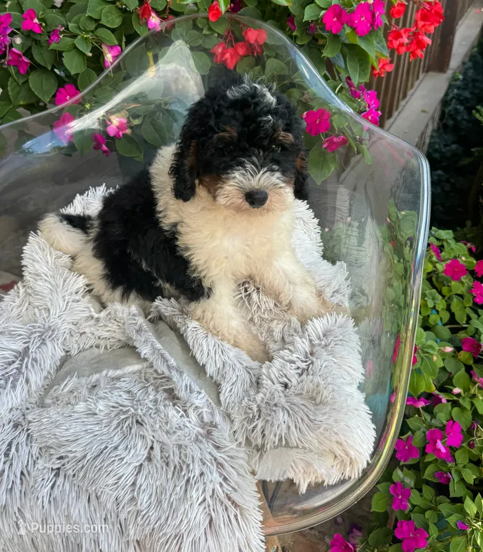 Brody – Miniature Bernedoodle puppy for sale in Bowling Green, KY