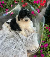 Brody, a male Miniature Bernedoodle for sale in Bowling Green, KY – 3 of 6