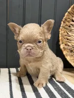 Butterscotch, a male French Bulldog for sale in Bowling Green, KY – 1 of 10