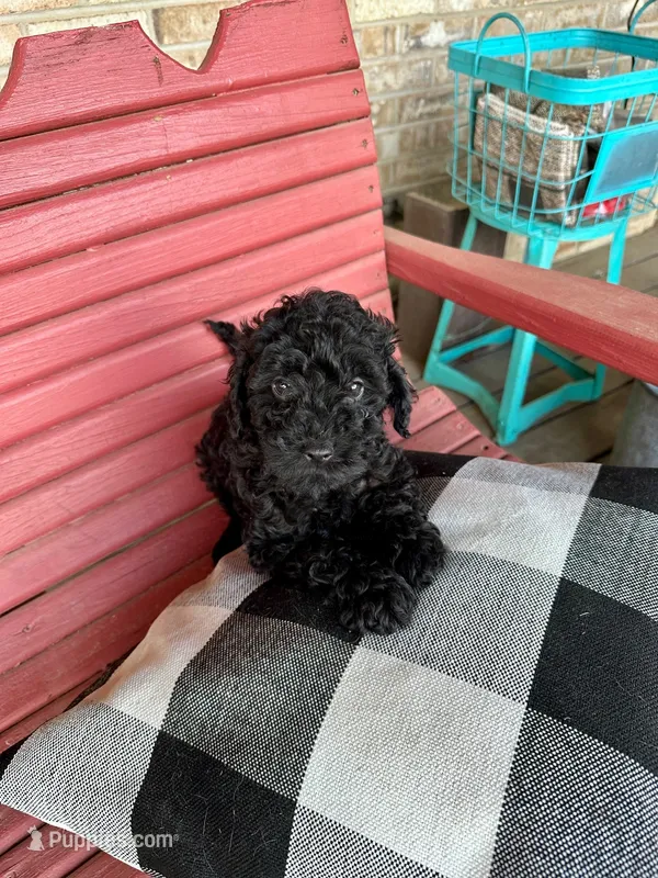 Ethan – Cavapoo puppy for sale in Bowling Green, KY