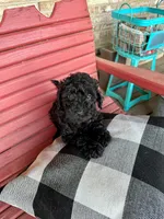Ethan, a male Cavapoo for sale in Bowling Green, KY – 1 of 5