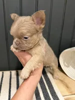 Cinnamon, a female French Bulldog for sale in Bowling Green, KY – 6 of 8