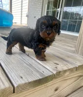Mika, a female Cavapoo for sale in Bowling Green, KY – 1 of 7