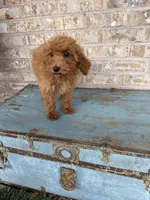 Coco, a female Miniature Labradoodle for sale in Bowling Green, KY – 4 of 8