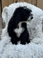 Nova, a female Sheepadoodle for sale in Bowling Green, KY – 4 of 5