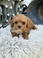 Autumn, a female Cavapoo for sale in Bowling Green, KY – 3 of 6