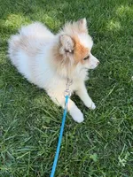 Otto, a male Pomsky for sale in Bowling Green, KY – 4 of 7