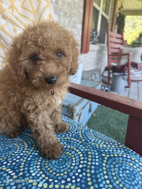 Cora – Miniature Labradoodle puppy for sale in Bowling Green, KY