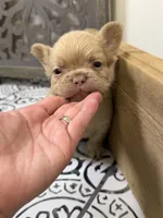 King George, a male French Bulldog for sale in Bowling Green, KY – 3 of 8