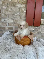 Lex, a male Cavapoo for sale in Bowling Green, KY – 3 of 6