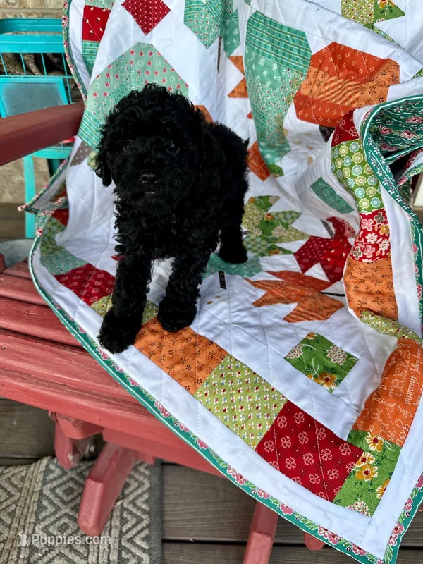 Emma – Cavapoo puppy for sale in Bowling Green, KY