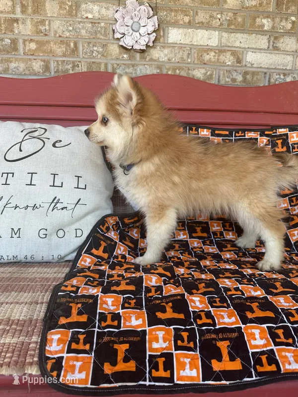 Rocky – Pomsky puppy for sale in Bowling Green, KY