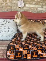 Rocky, a male Pomsky for sale in Bowling Green, KY – 1 of 6